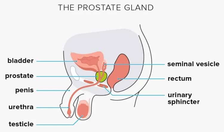 The-Prostate-Gland