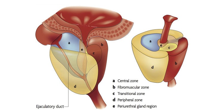 The-Surgical-Anatomy-of-the-Prostate