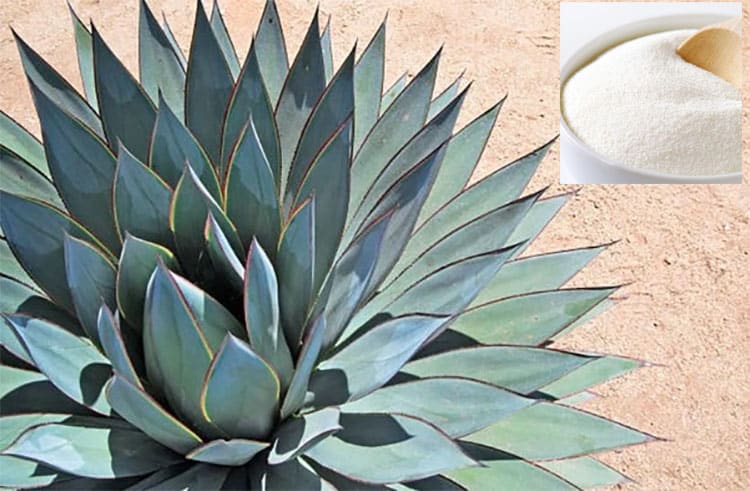 Blue Agave Inulin 