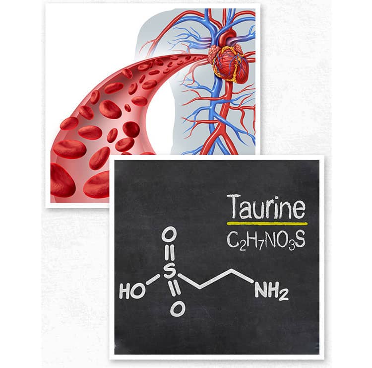 L-Taurine-can-increase-blood-flow-to-protect-your-precious-neurovascular-system,-circulation-and-blood-vessel-health