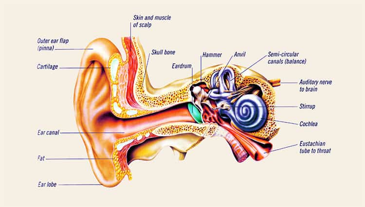 The mechanics of hearing