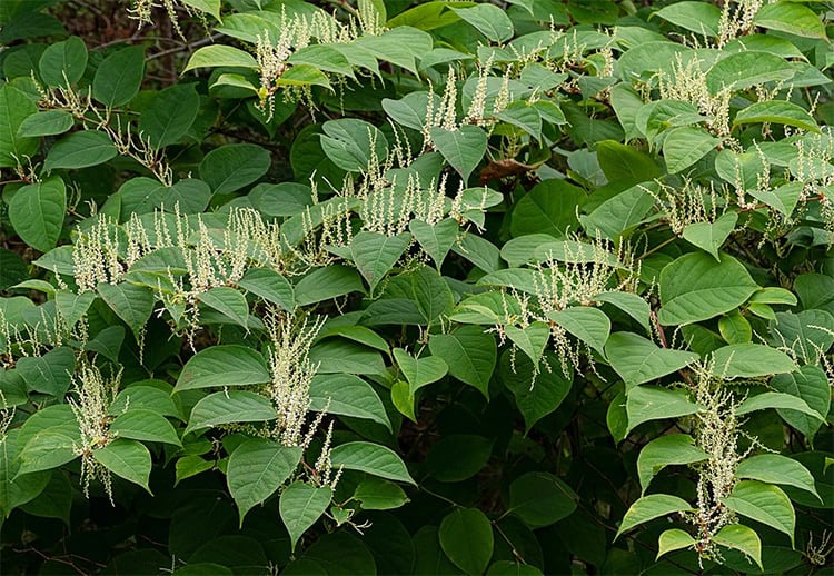 The Japanese knotweed grows naturally on mountains and is a rich source of resveratrol