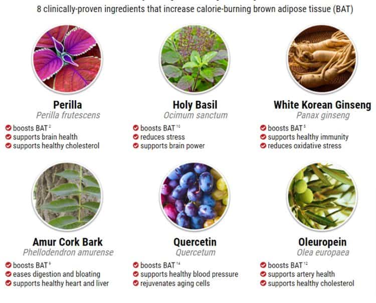 10 Foods That Activate Brown Fat Cells And Boost Brown Fat (BAT) Effectively