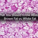 What-You-Should-Know-About-Brown-Fat-vs-White-Fat