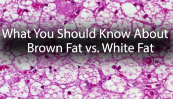 What-You-Should-Know-About-Brown-Fat-vs-White-Fat