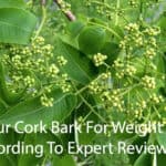 Amur Cork Bark For Weight Loss According To Expert Review