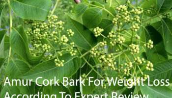 Amur Cork Bark For Weight Loss According To Expert Review