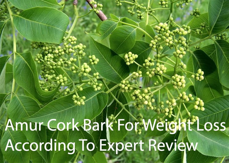 Amur Cork Bark For Weight Loss According To Expert Review