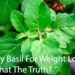 Holy-Basil-For-Weight-Loss-Is-That-The-Truth