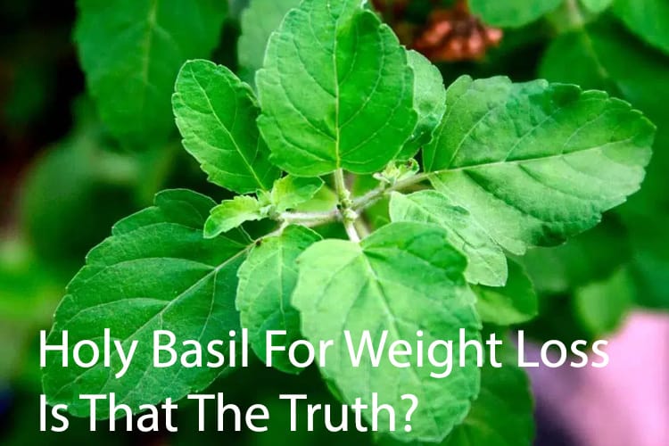 Holy Basil For Weight Loss: Is That The Truth?