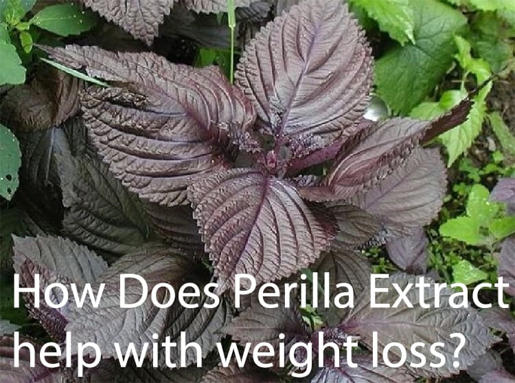 How Does Perilla Extract help with weight loss?
