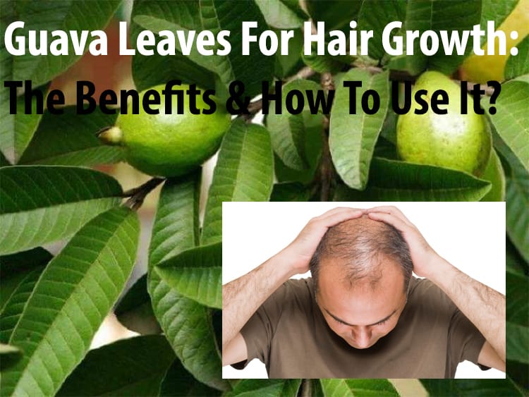 Guava Leaves For Hair Growth: The Benefits & How To Use It?