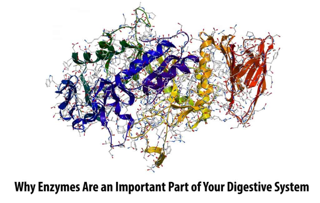 Why Enzymes Are an Important Part of Your Digestive System