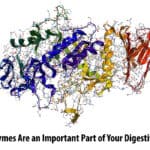 Why Enzymes Are an Important Part of Your Digestive System