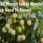 African Mango Seeds Weight Loss : All You Need To Know!