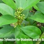 Gymnema Sylvestre for Diabetes and Its Benefits!