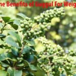 The Benefits of Guggul For Weight Loss
