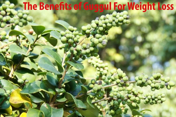 The Benefits of Guggul For Weight Loss