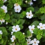 Reviews ingredients Bacopa Monnieri