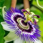 Reviews ingredients Passion Flower