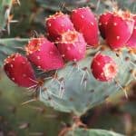 Reviews ingredients Prickly Pear