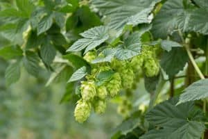 Humulus Lupulus