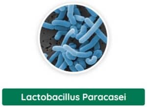 Lactobacillus Paracasei