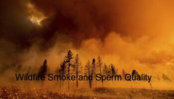 Wildfire Smoke and Sperm Quality