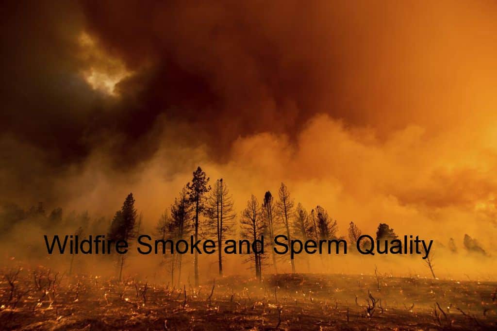Wildfire Smoke and Sperm Quality