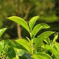 i-green-tea