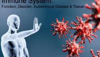Immune System: Function, Disorder, Autoimmune Disease & Tissue
