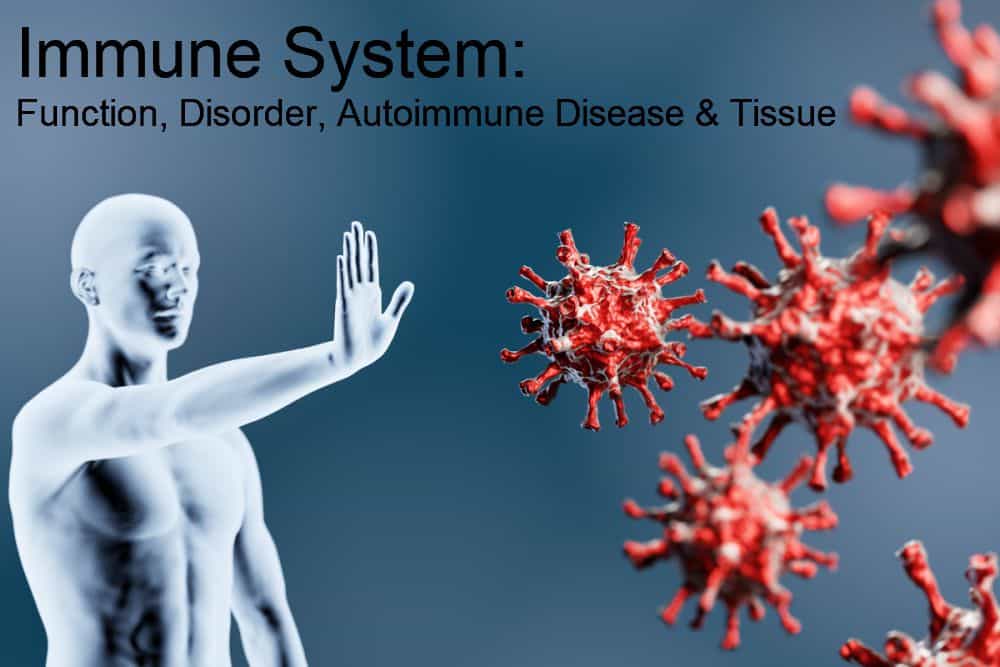 Immune System: Function, Disorder, Autoimmune Disease & Tissue