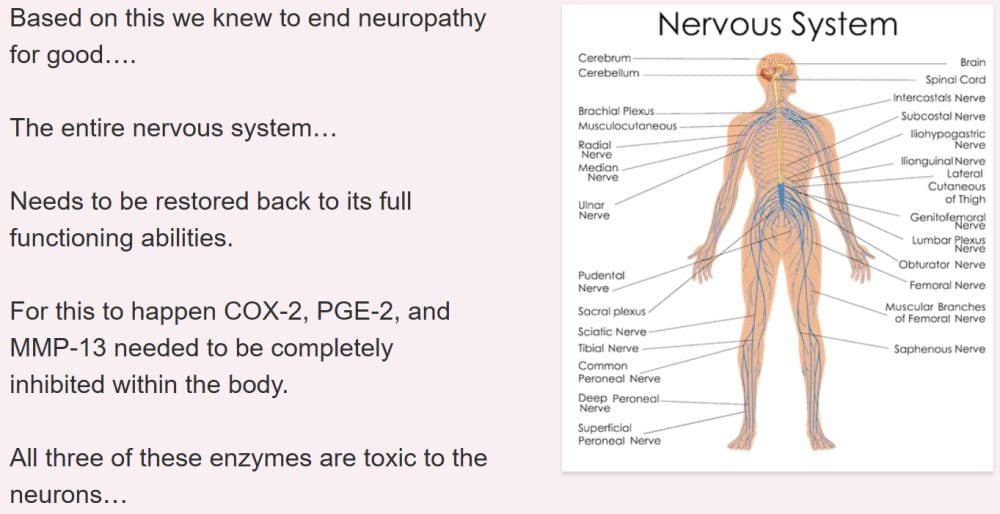 nervous system