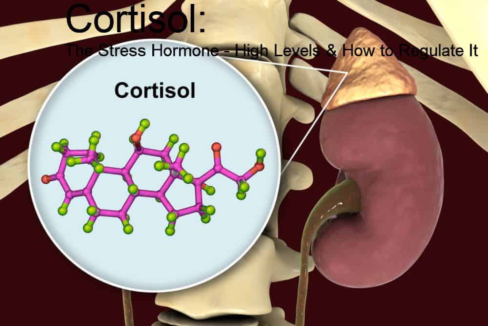 Cortisol: The Stress Hormone - High Levels & How to Regulate It