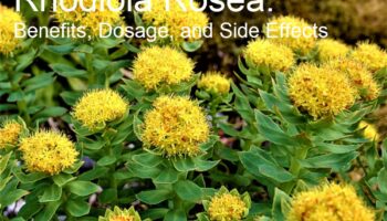 Rhodiola Rosea: Benefits, Dosage, and Side Effects