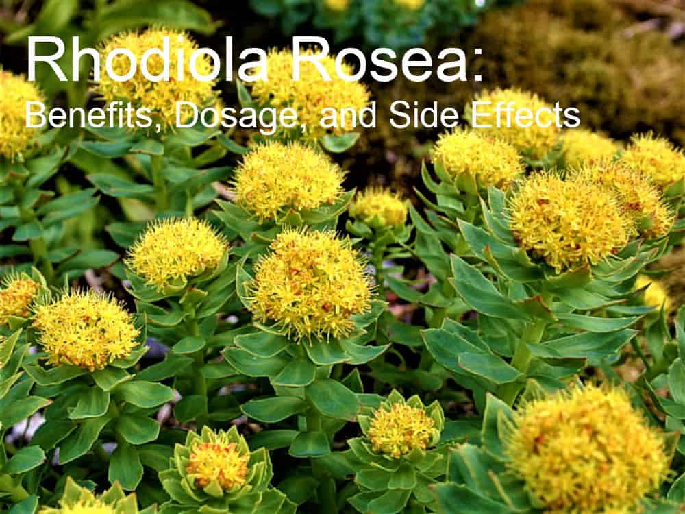 Rhodiola Rosea: Benefits, Dosage, and Side Effects