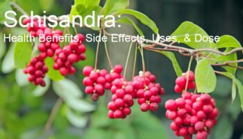 Schisandra: Health Benefits, Side Effects, Uses, & Dose