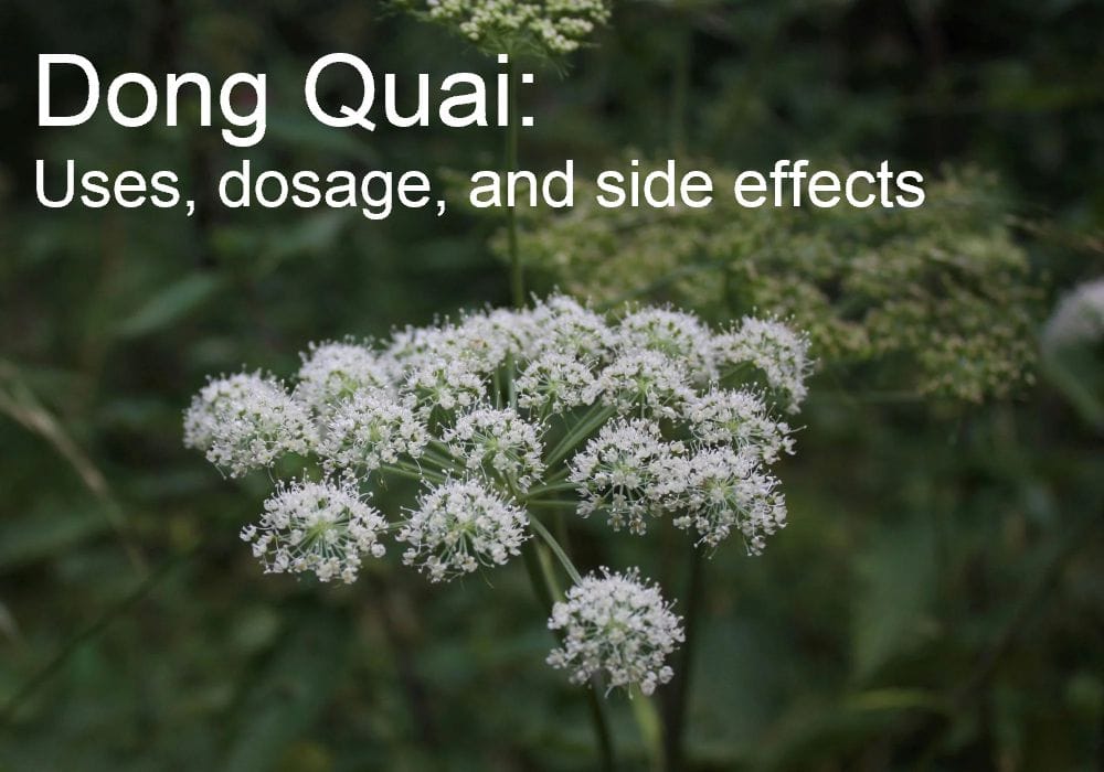 Dong quai: Uses, dosage, and side effects