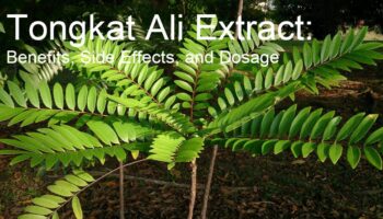 Tongkat Ali Extract: Benefits, Side Effects, and Dosage