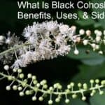 What Is Black Cohosh? Benefits, Uses, & Side Effects