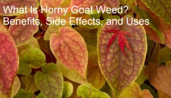 What Is Horny Goat Weed? Benefits, Side Effects, and Uses