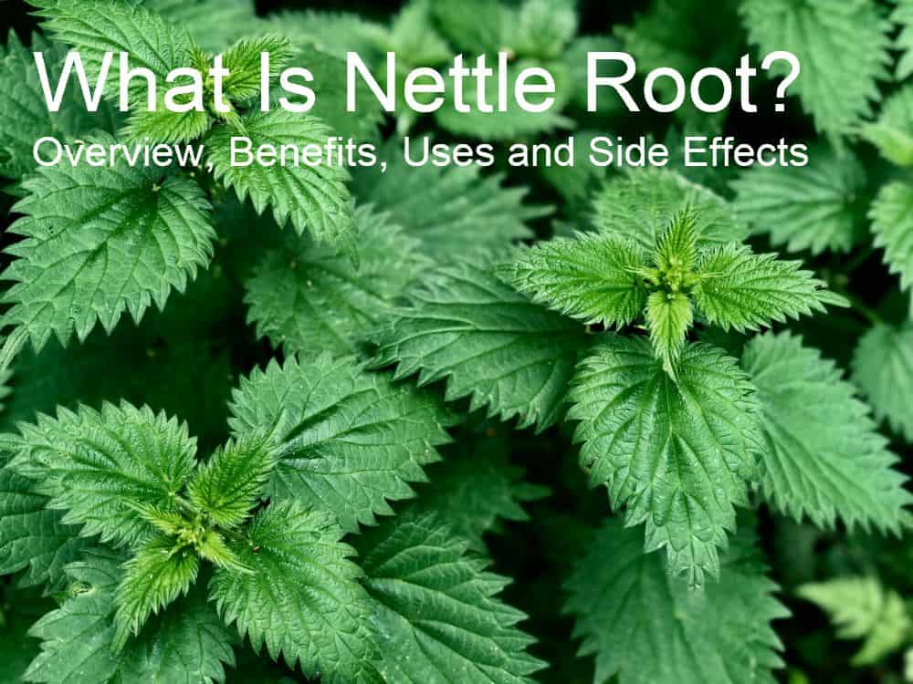 What Is Nettle Root? Overview, Benefits, Uses and Side Effects