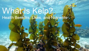What Is Kelp? Health Benefits, Uses, and Nutrients