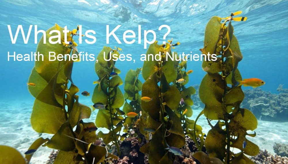 What Is Kelp? Health Benefits, Uses, and Nutrients